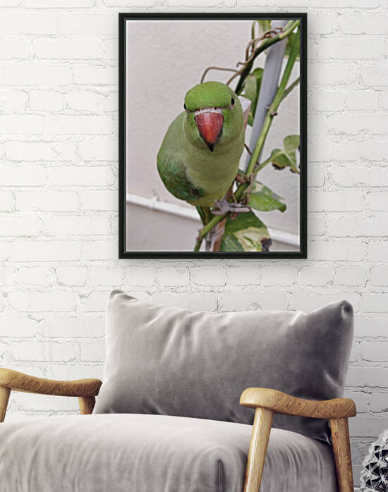 Attractive Indian Parrot by rizu_designs