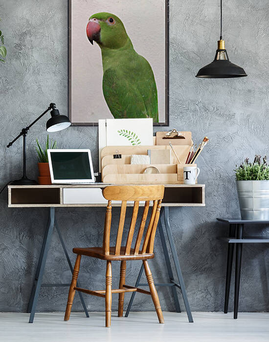 Cute Indian Parakeet  by rizu_designs