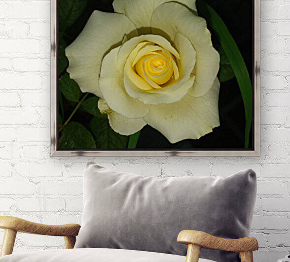 Blooming White Rose  by rizu_designs