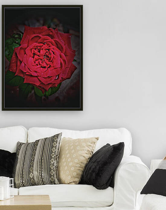 Rainy Drops Red Rose by rizu_designs
