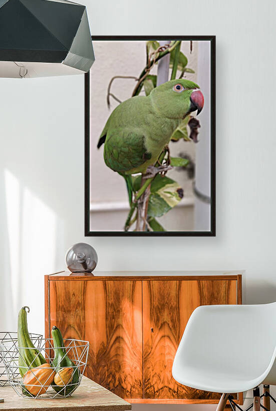 Dazzling Indian Parrot by rizu_designs