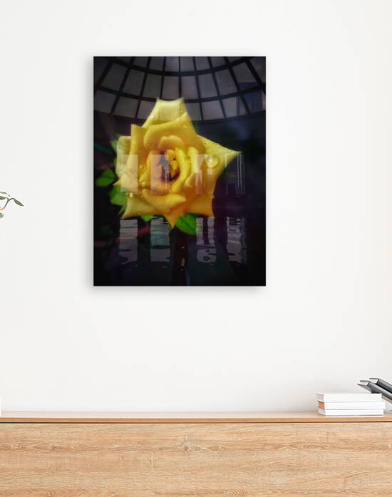 Beautiful Yellow Rose Reproduction