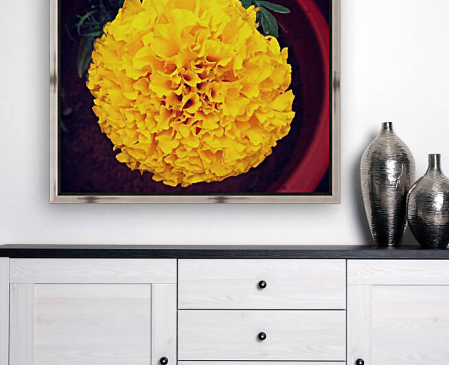 Yellow Chrysanthemum Reproduction