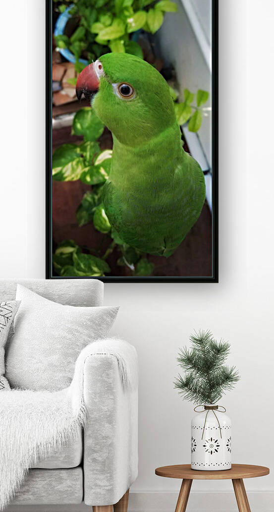 Gazing Parrot by rizu_designs
