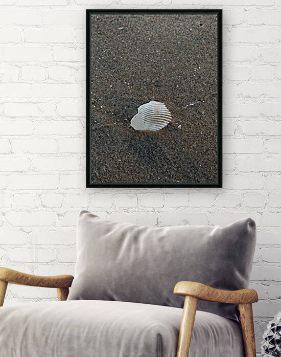 Shell in Sea Shore Reproduction