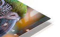 Macaw Eyes HD Metal print