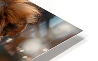 Mythic Lion HD Metal print