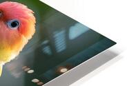 Melodic Lovebird HD Metal print