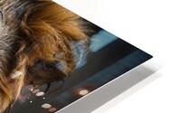 Vigilant Lion HD Metal print