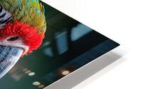 Fluffy Macaw HD Metal print