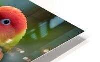 Bubbly Lovebird HD Metal print