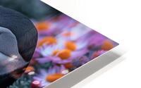 Elegant Puffin HD Metal print