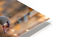Melodic Swan HD Metal print