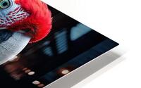 Charming Macaw HD Metal print