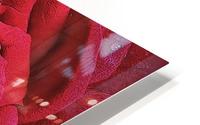 RED ROSE    HD Metal print