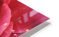 Pink Rose    HD Metal print