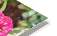 Blooming Roses HD Metal print