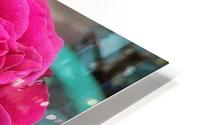 Beautiful Fragrant Rose HD Metal print