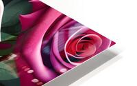 Beautiful Roses HD Metal print