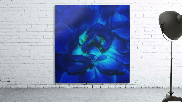 Blue Rose    Wall Preview