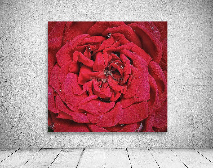RED ROSE    Wall Preview