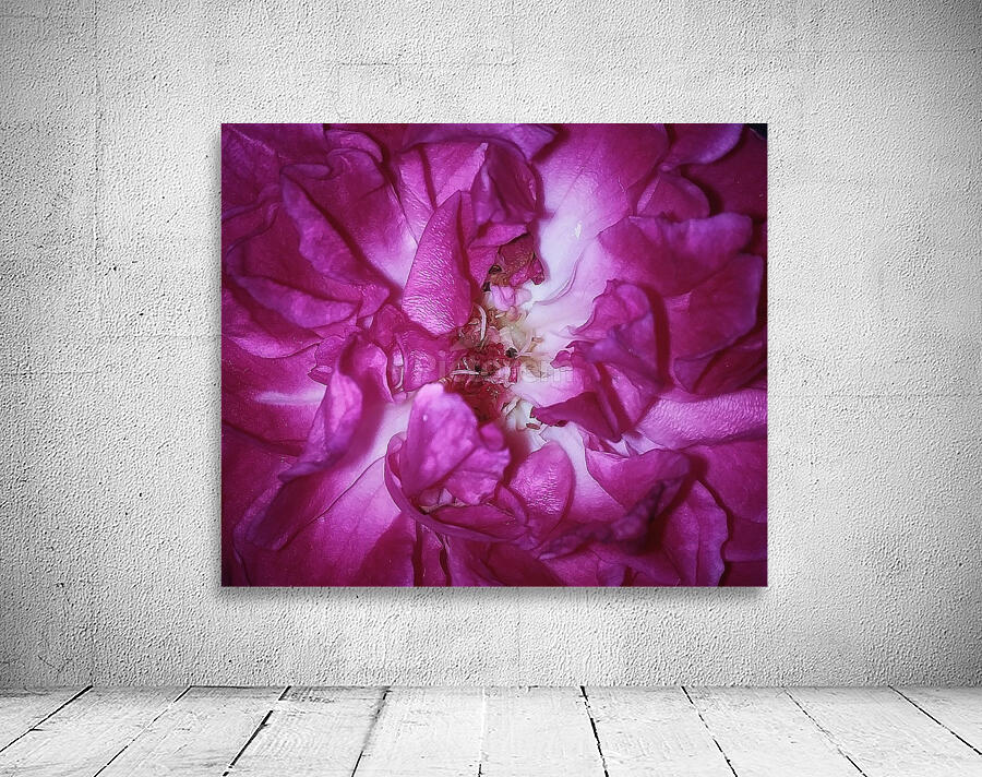 Beautiful Rose   Wall Preview