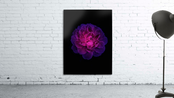 Shining Rose Wall Preview