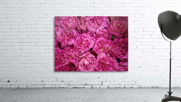 ROSE GARDEN   Wall Preview