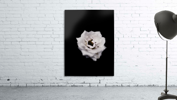 White Rose    Wall Preview