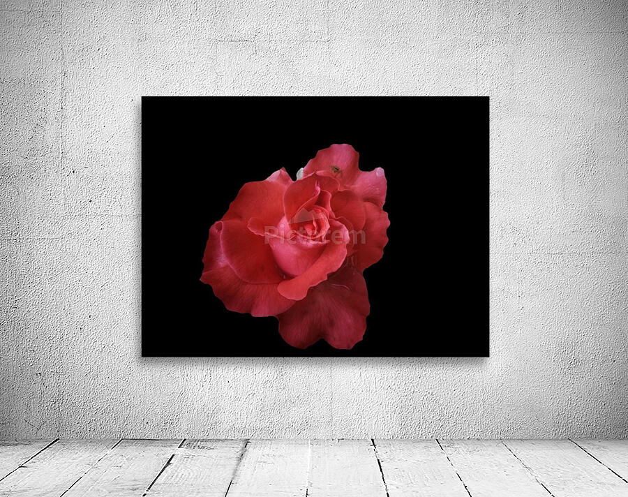 Coral Rose Wall Preview