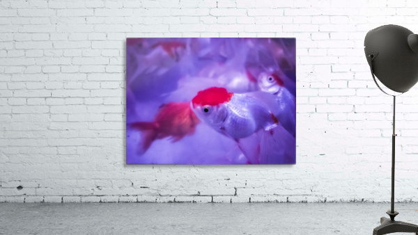 Golden Fish  Wall Preview