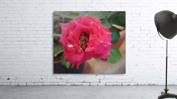 Blooming Red Rose Wall Preview