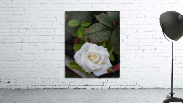 Angel Rose Wall Preview