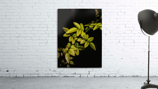 Dew Drops Leaves Wall Preview