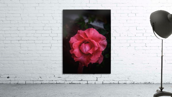 Red-Orange Rose Wall Preview