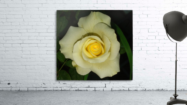 Blooming White Rose  Wall Preview