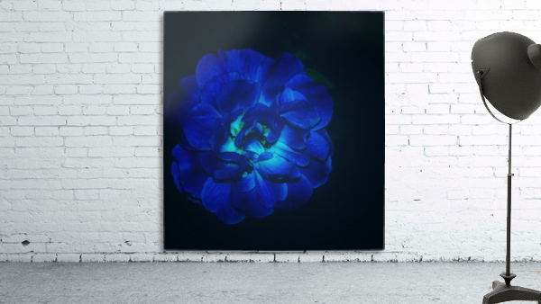 Lucky Blue Rose Wall Preview