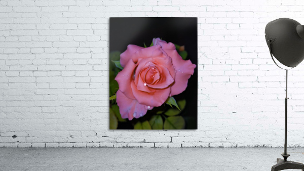Pink Dew Rose Wall Preview