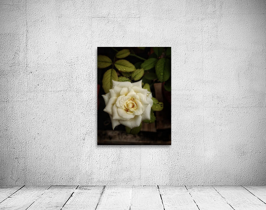 Beautiful Garden White Rose Wall Preview