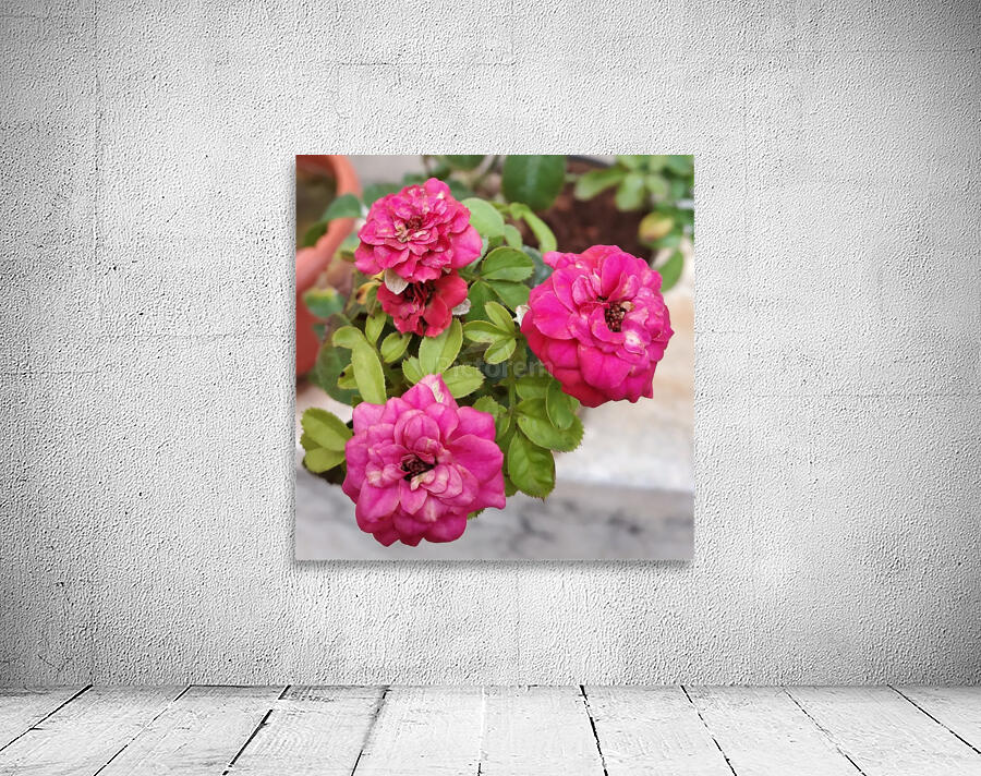 Blooming Roses Wall Preview
