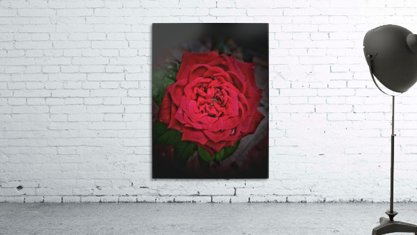 Rainy Drops Red Rose Wall Preview