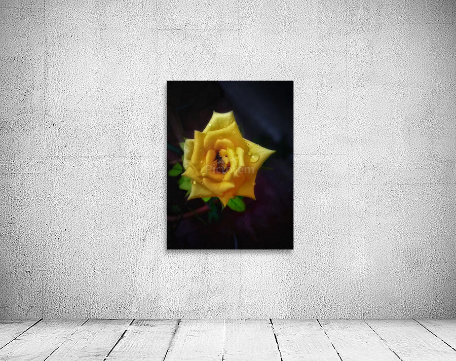 Beautiful Yellow Rose Wall Preview