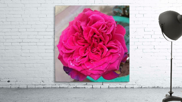 Beautiful Fragrant Rose Wall Preview