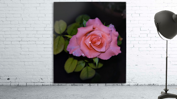 Pink Rose Wall Preview