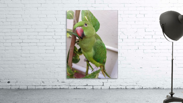 Posing  Indian Parrot Wall Preview