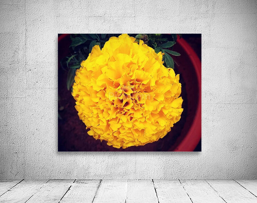 Yellow Chrysanthemum Wall Preview