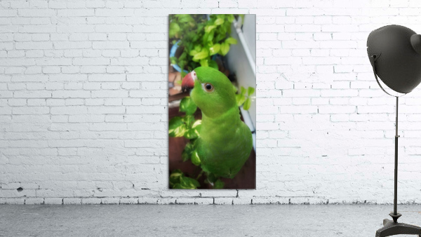 Gazing Parrot Wall Preview