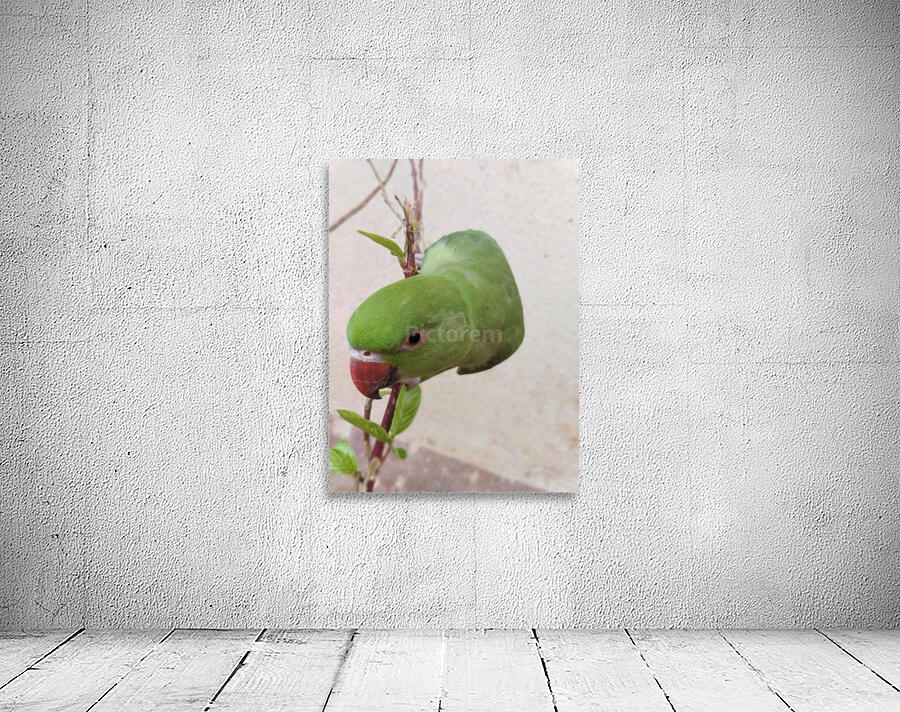 Cute Parrot Wall Preview
