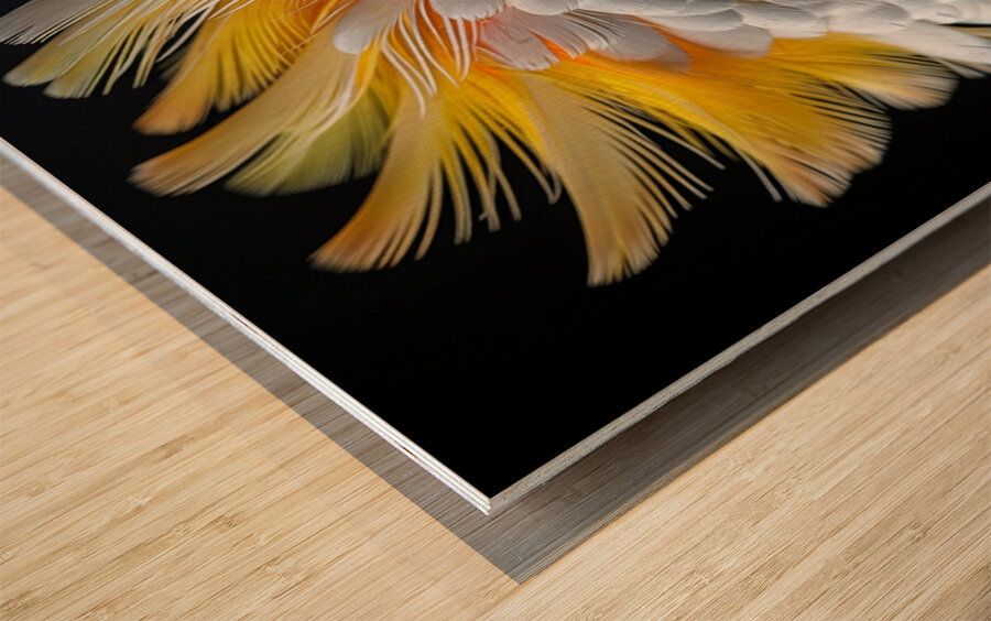 Furry Yellow Cockatoo Wood print