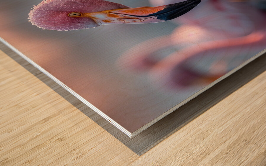 Flamingos  Wood print